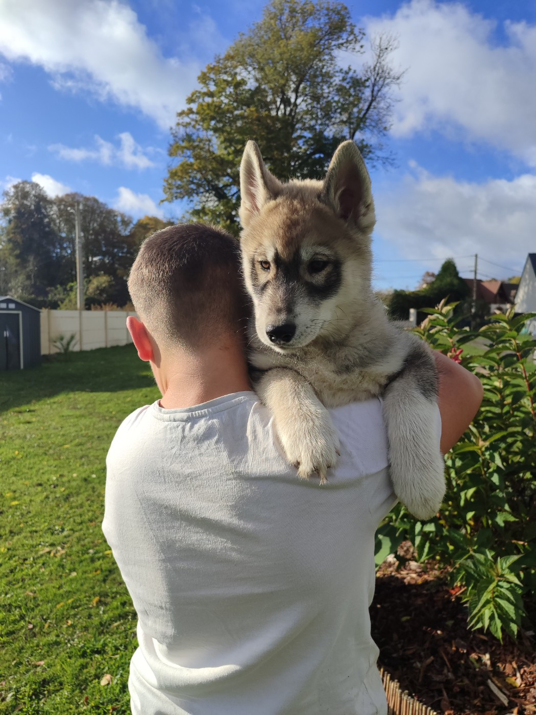 de l'étoile Sibérienne - Chiots disponibles - Siberian Husky