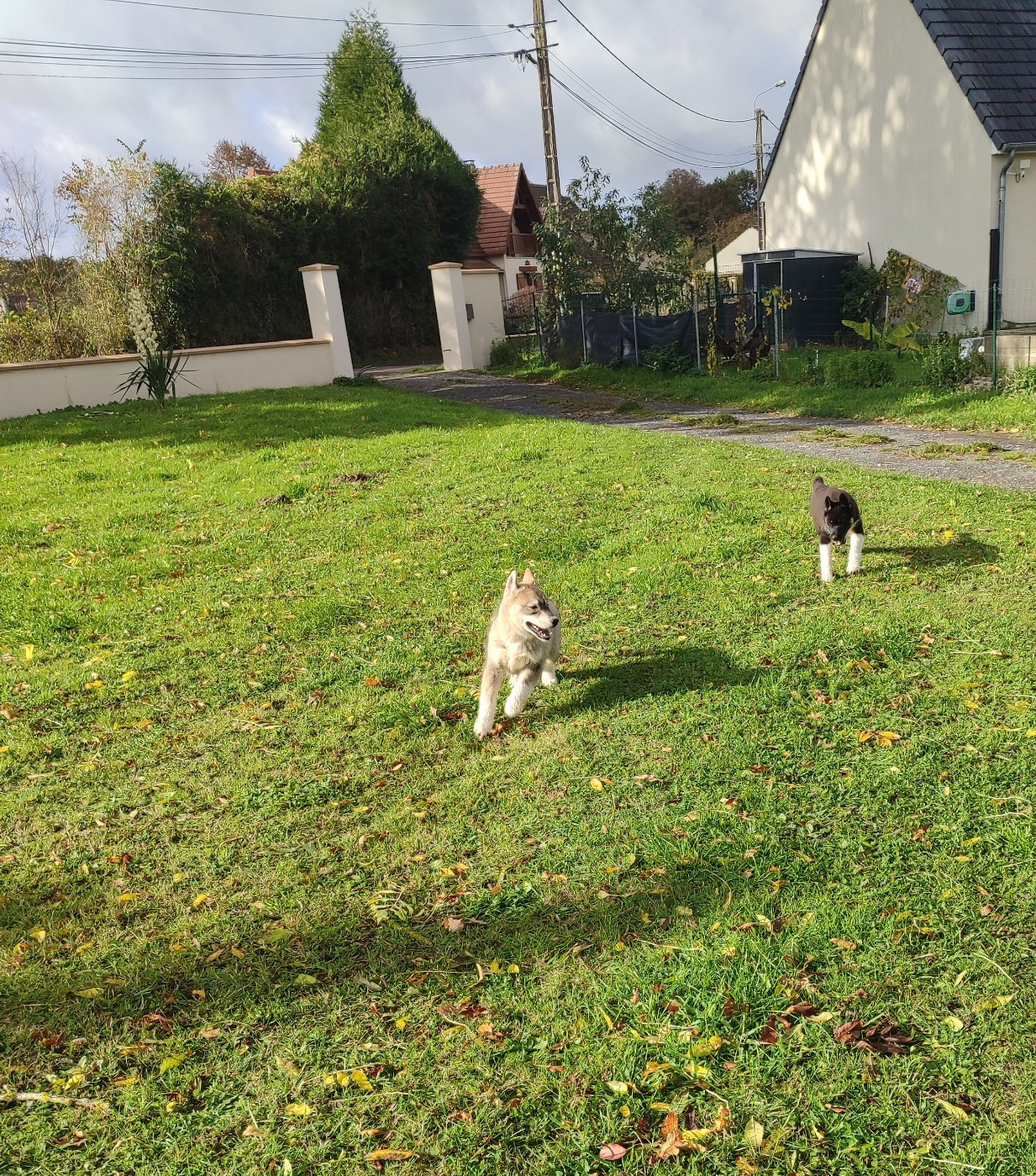 de l'étoile Sibérienne - Siberian Husky - Portée née le 02/08/2025