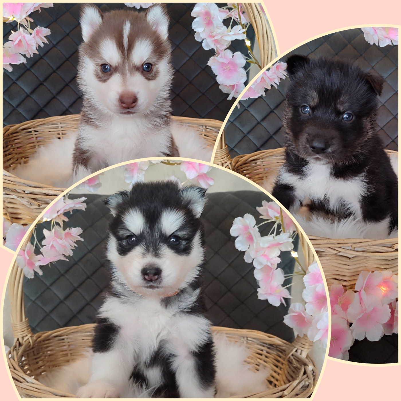 Chiot Siberian Husky de l'étoile Sibérienne