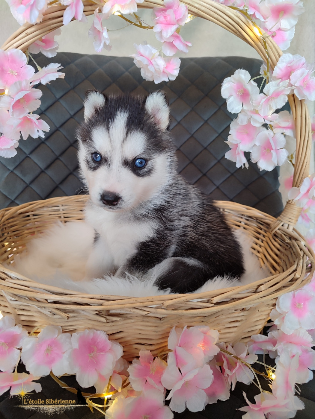 de l'étoile Sibérienne - Chiots disponibles - Siberian Husky