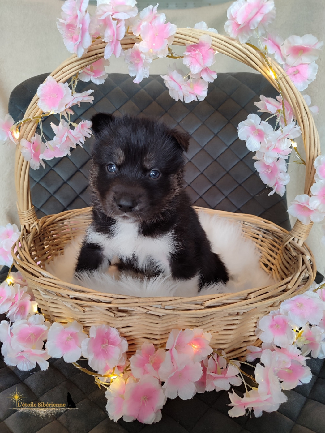 de l'étoile Sibérienne - Chiots disponibles - Siberian Husky