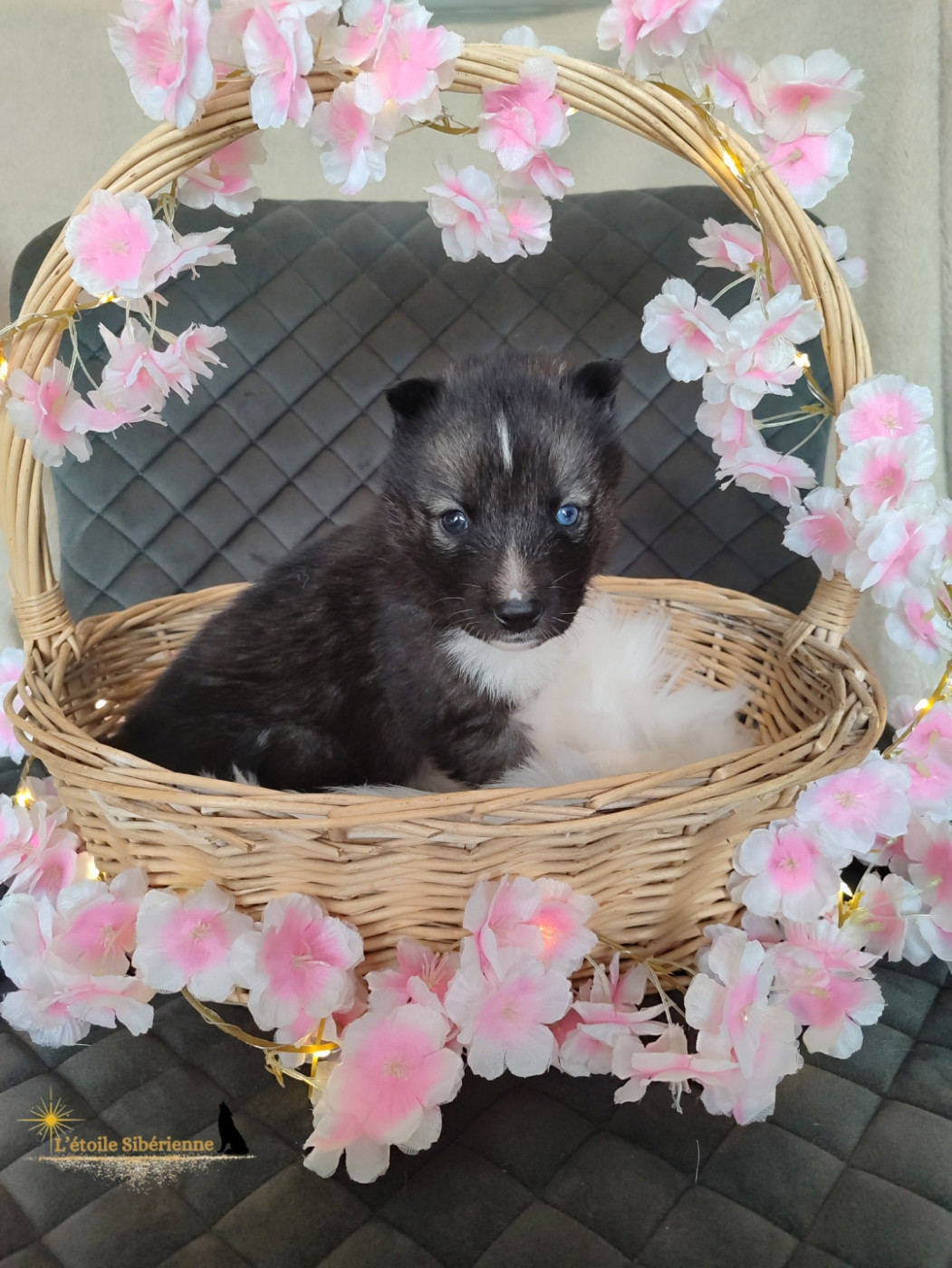 de l'étoile Sibérienne - Chiots disponibles - Siberian Husky