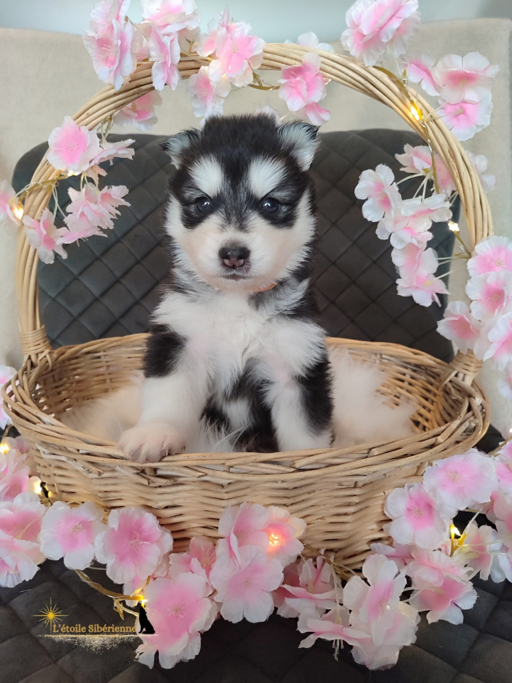 de l'étoile Sibérienne - Chiots disponibles - Siberian Husky