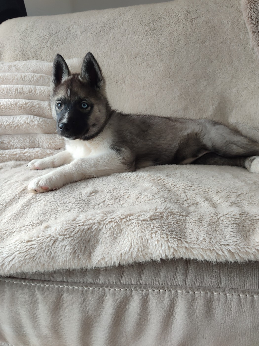 Chiot Siberian Husky de l'étoile Sibérienne
