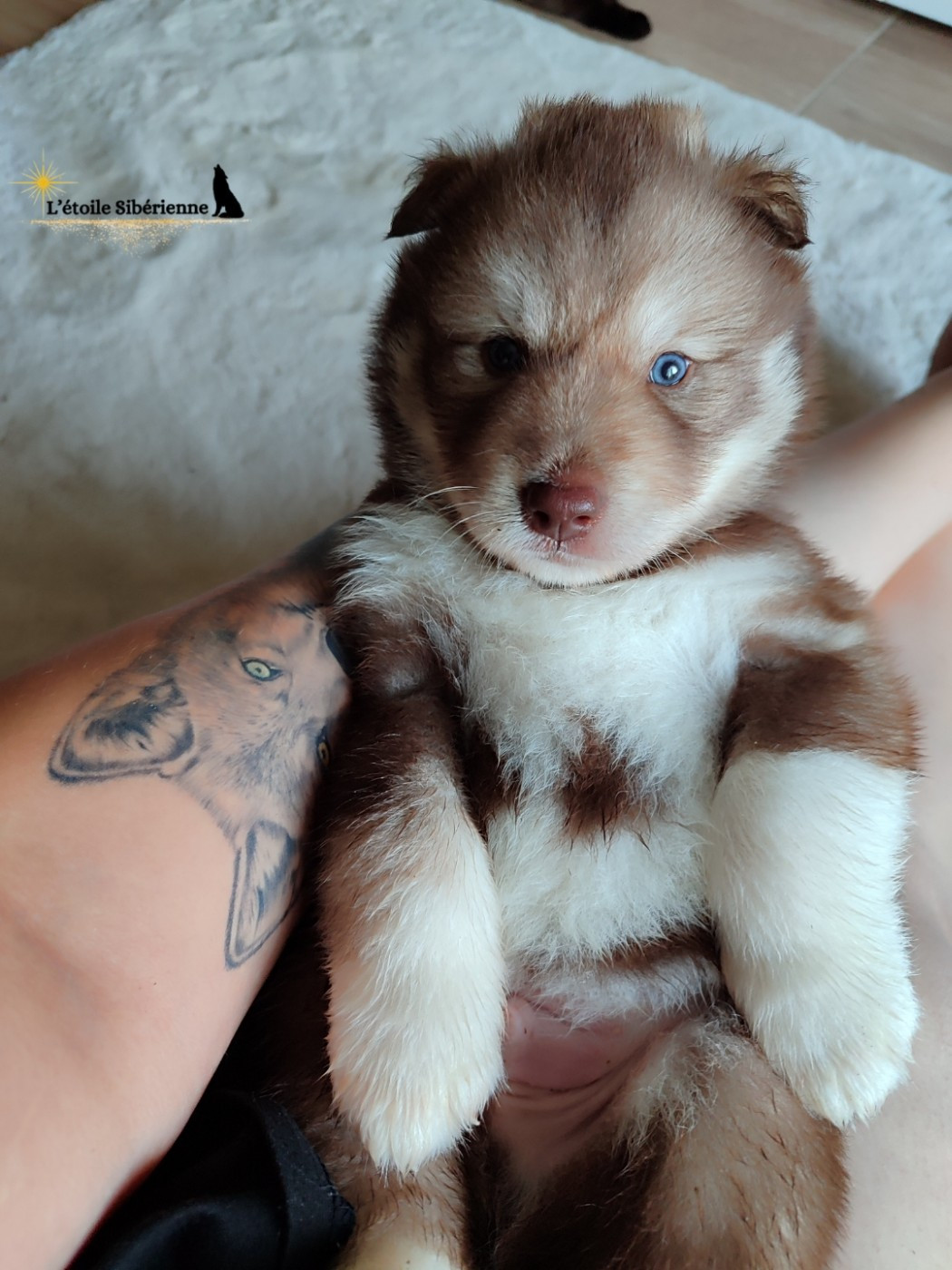 Chiot Siberian Husky de l'étoile Sibérienne