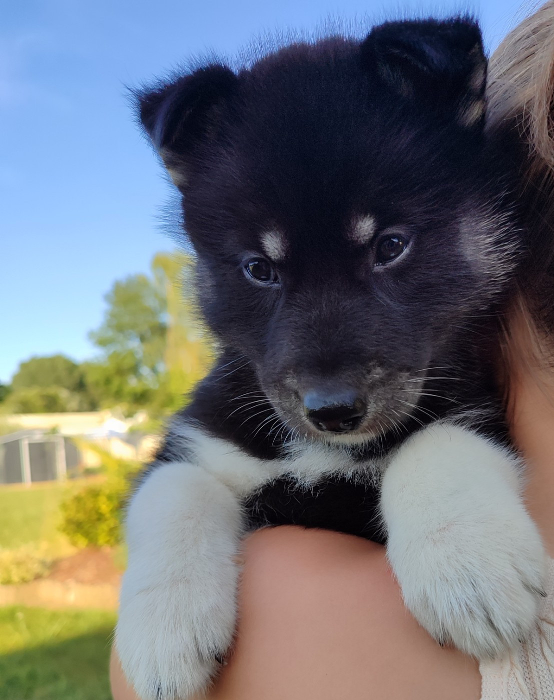 de l'étoile Sibérienne - Chiots disponibles - Siberian Husky