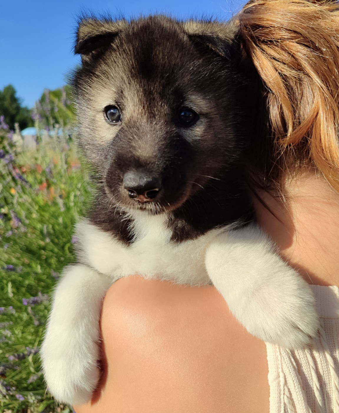 de l'étoile Sibérienne - Chiots disponibles - Siberian Husky