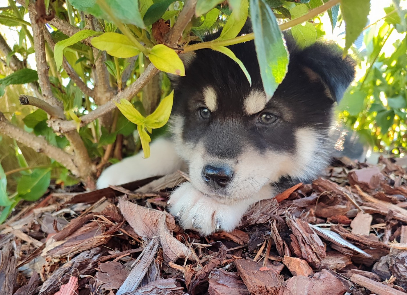 de l'étoile Sibérienne - Chiots disponibles - Siberian Husky