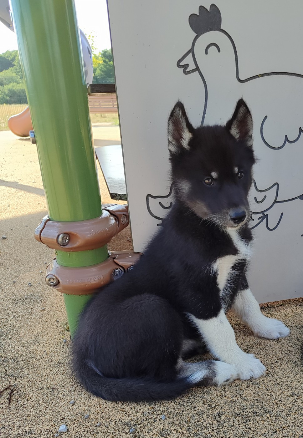 de l'étoile Sibérienne - Chiots disponibles - Siberian Husky