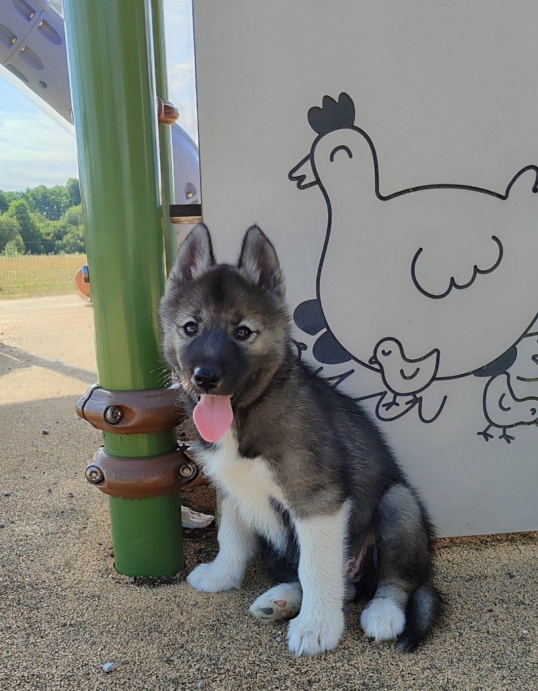 de l'étoile Sibérienne - Chiots disponibles - Siberian Husky