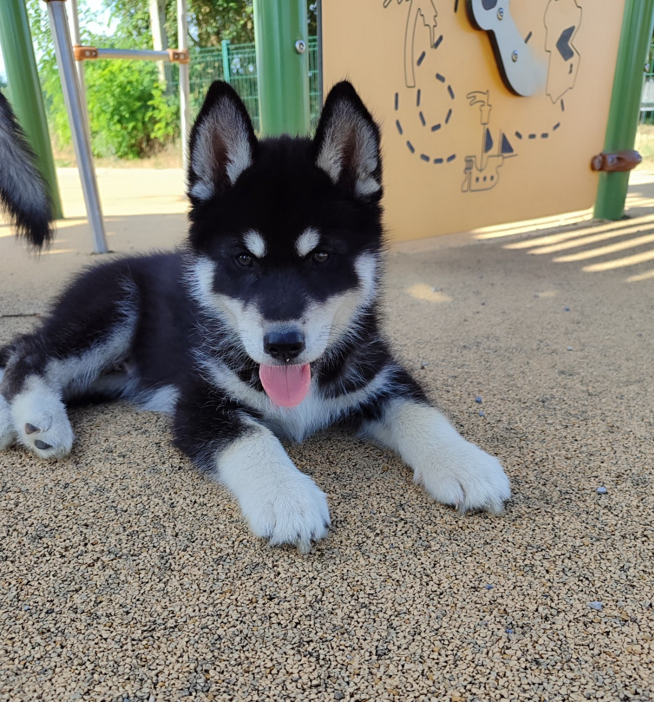 de l'étoile Sibérienne - Chiots disponibles - Siberian Husky