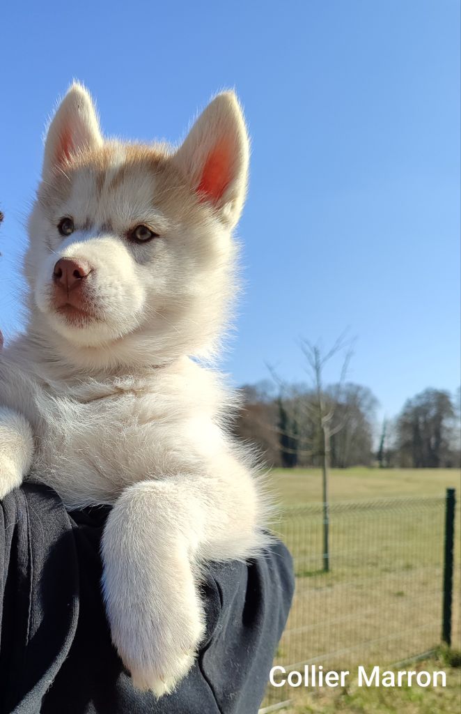 de l'étoile Sibérienne - Chiots disponibles - Siberian Husky