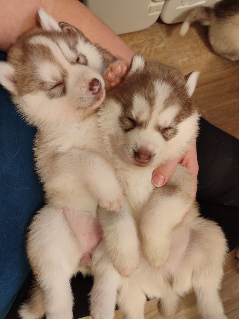 Chiot Siberian Husky de l'étoile Sibérienne