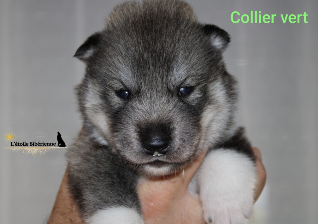 de l'étoile Sibérienne - Chiots disponibles - Siberian Husky