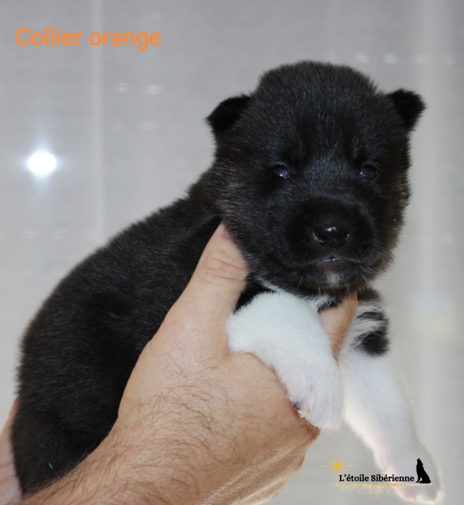 de l'étoile Sibérienne - Chiots disponibles - Siberian Husky