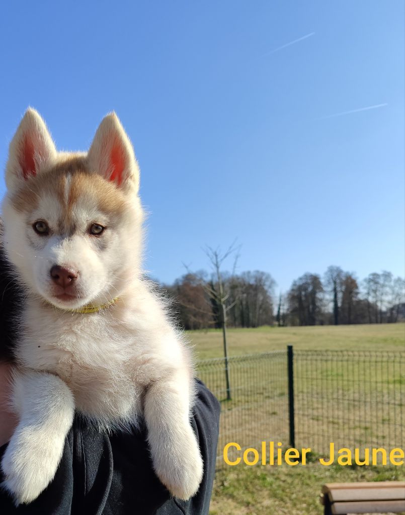 de l'étoile Sibérienne - Chiots disponibles - Siberian Husky