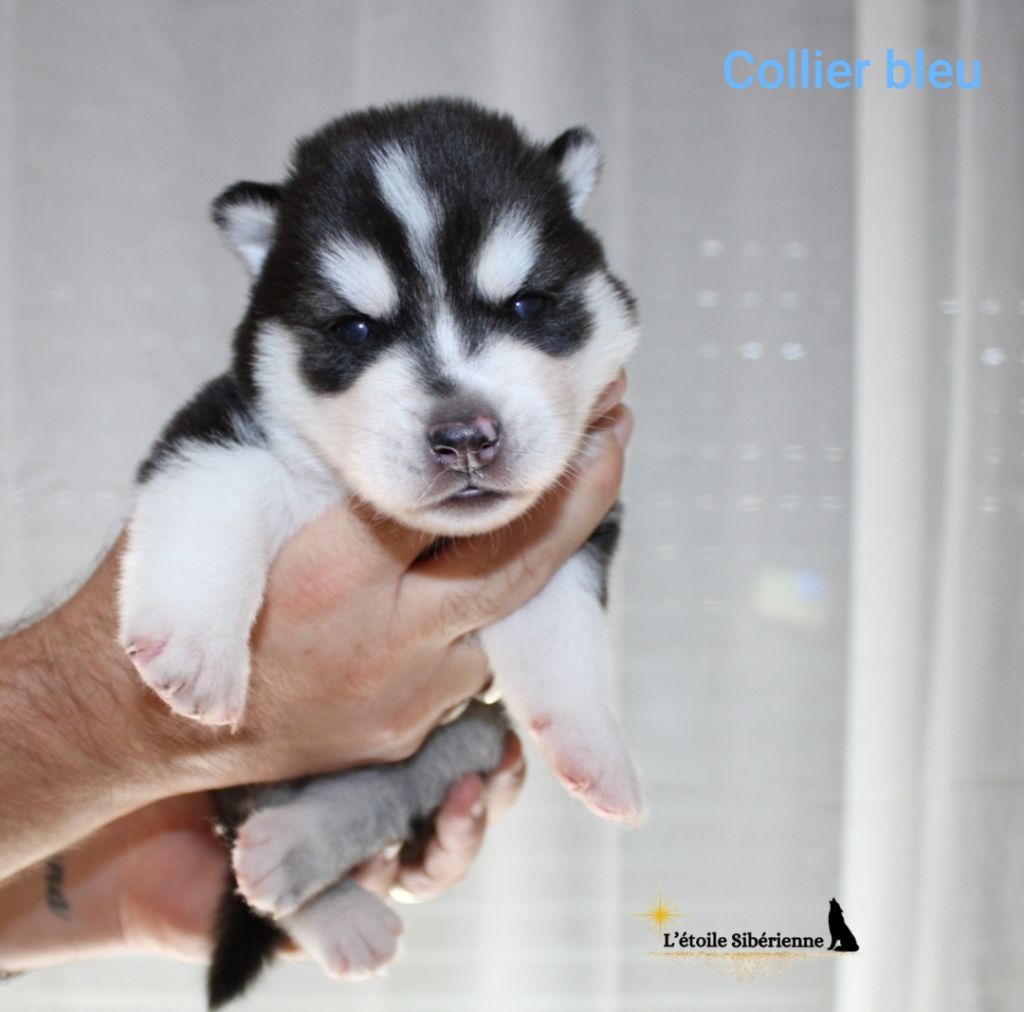 de l'étoile Sibérienne - Chiots disponibles - Siberian Husky
